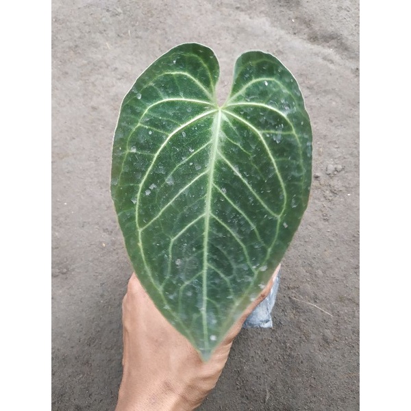 anthurium hybrid dark form