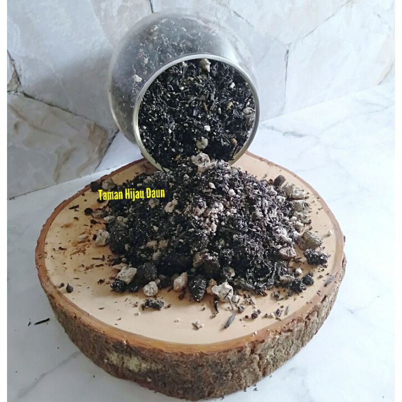 media tanam caudex stephania venosa caudex suberosa caudex erecta dll