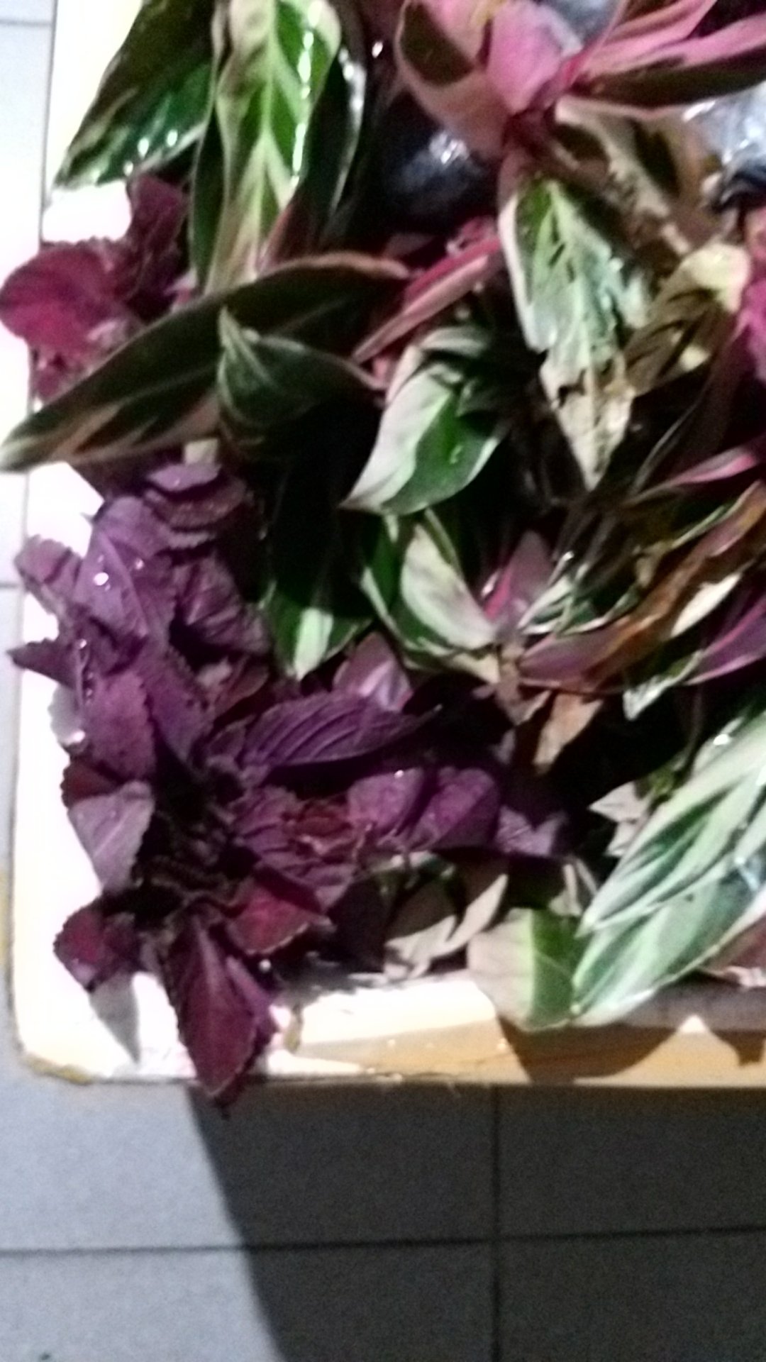 Tanaman Hias Miyana-miana Merah