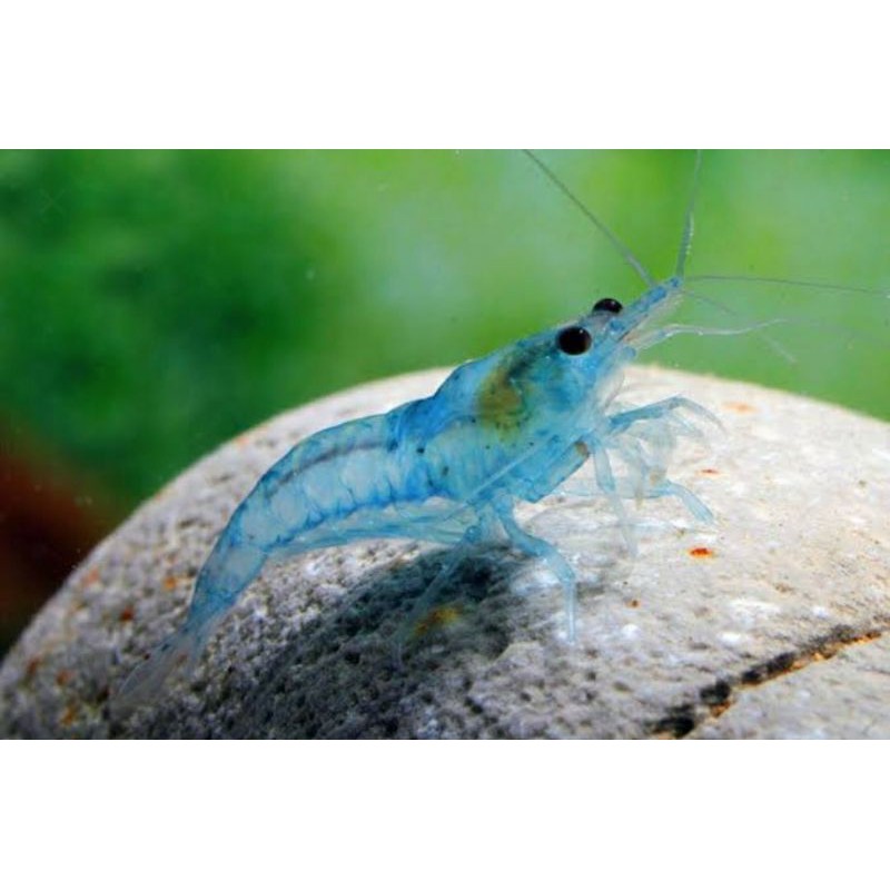 

udang blue pearl shrimp