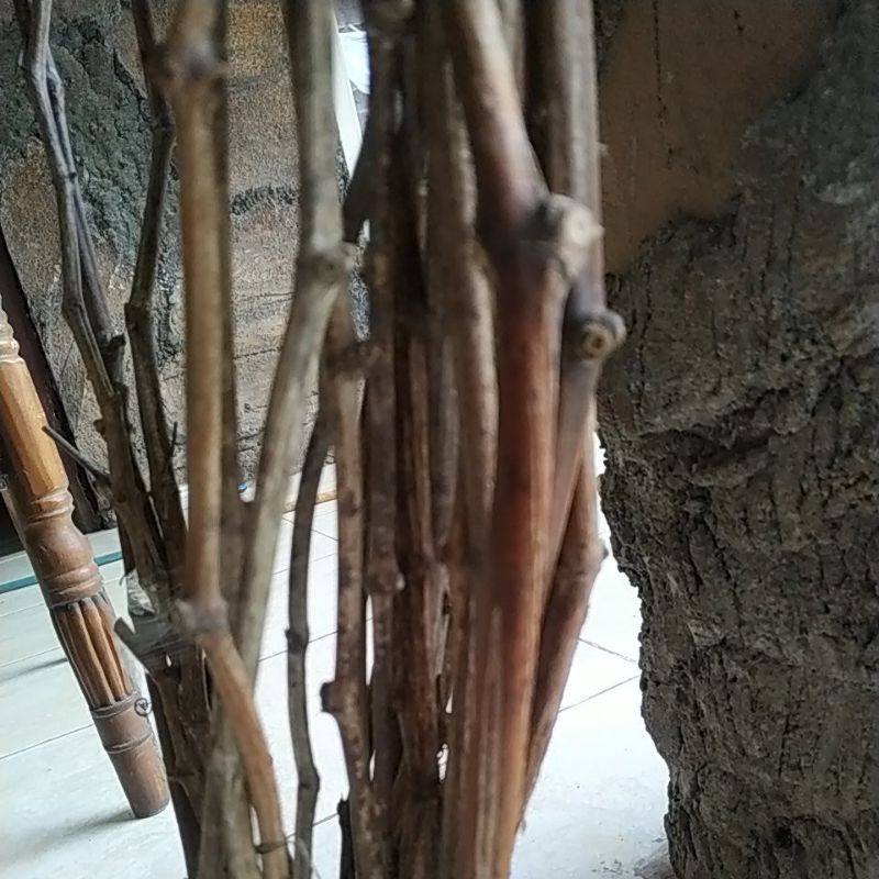 20 cutting anggur import