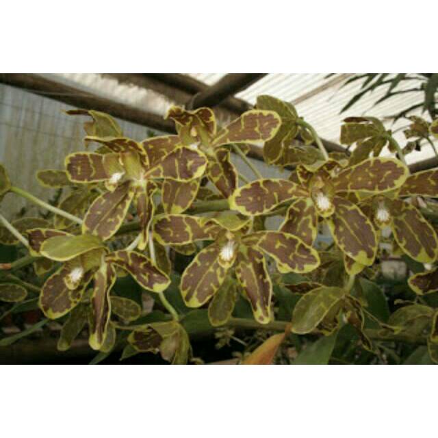 Paket 4 Seedling Grammatophyllum