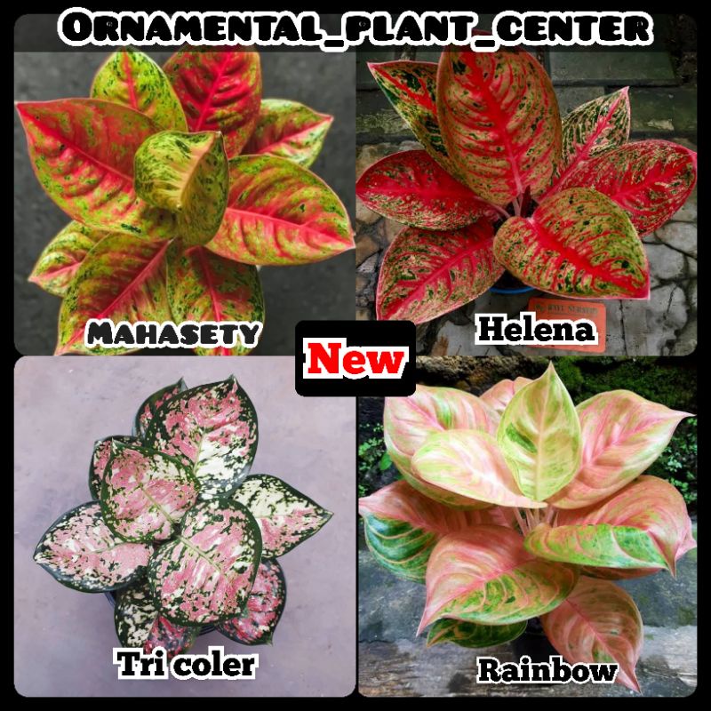 NEW PROMO PAKET BEBY AGLONEMA/ANAKAN AGLONEMA, Mahasety, Helena, Tricoler, Rainbow.