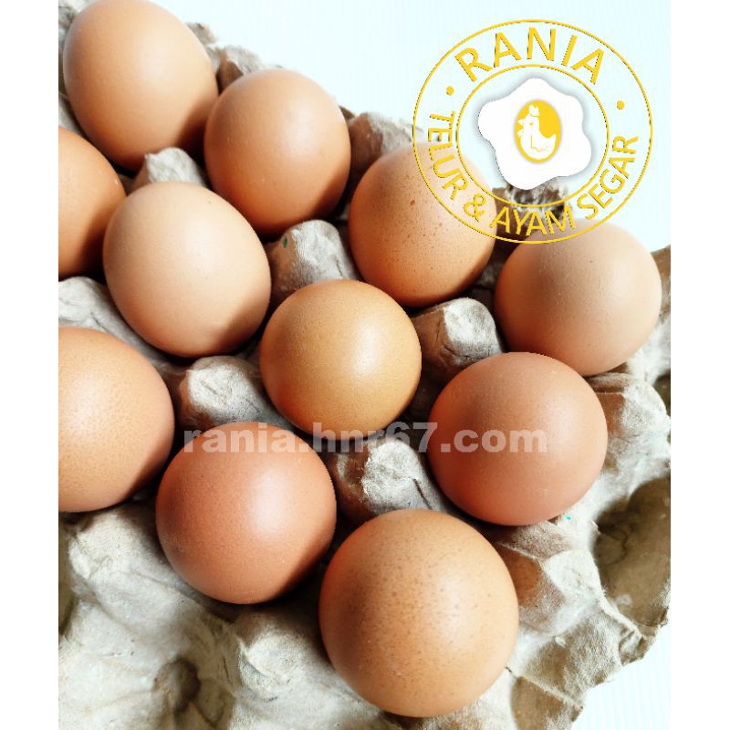 

Distributor Telur Ayam Negeri Wilayah Tangerang Kabupaten