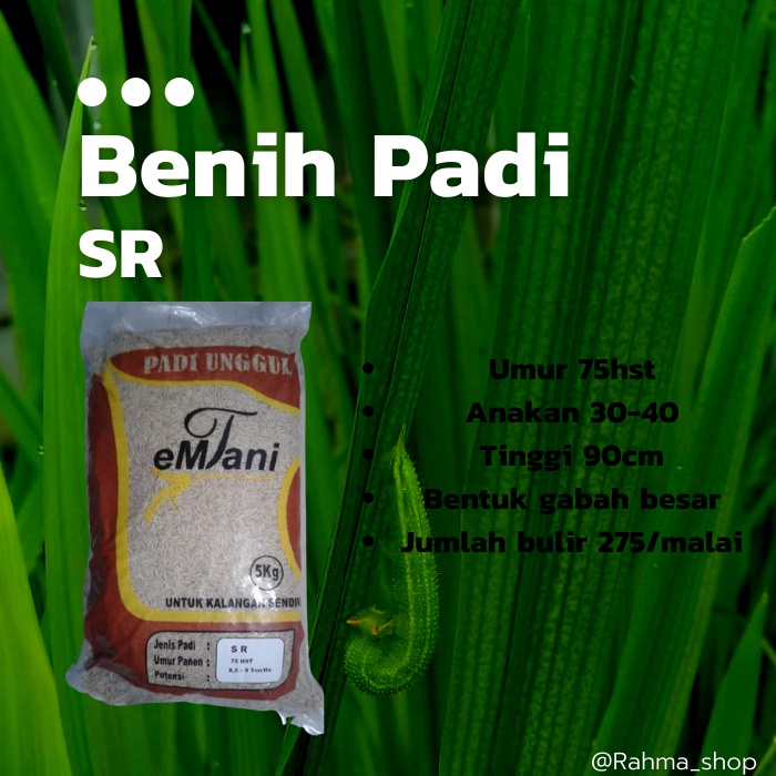 BENIH PADI SR UMUR GENJAH 75HST