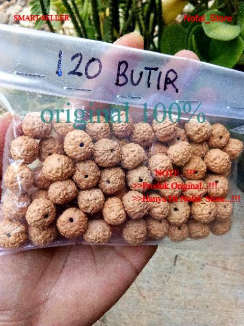JENITRI RUDRAKSHA BAHAN GELANG/KALUNG/TASBIH BIJI HALUS WARNA BAGUS TASBEH