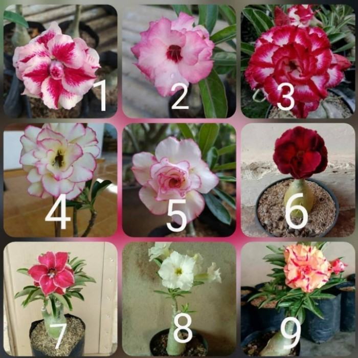 

Paket 9 Bibit Bunga Adenium Tumpuk - Kamboja Jepang S
