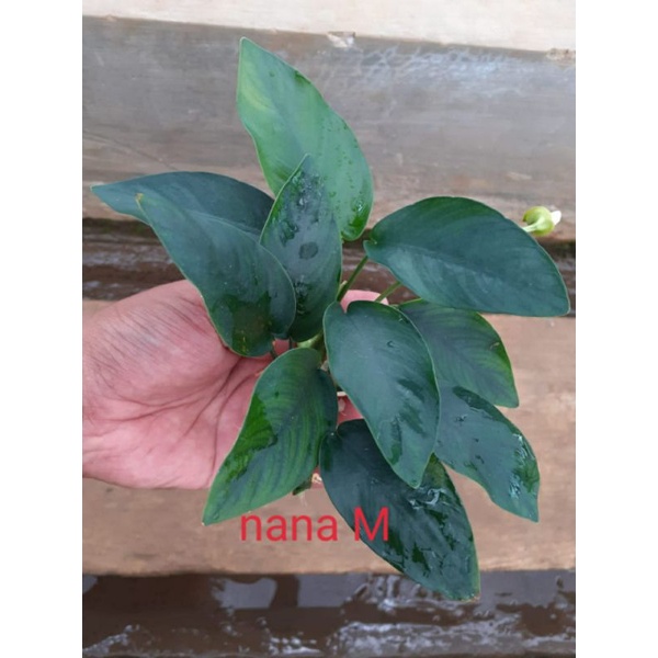 anubias nana m tanaman Aquascape