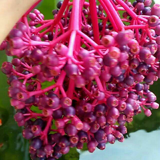 

Buah Parijoto