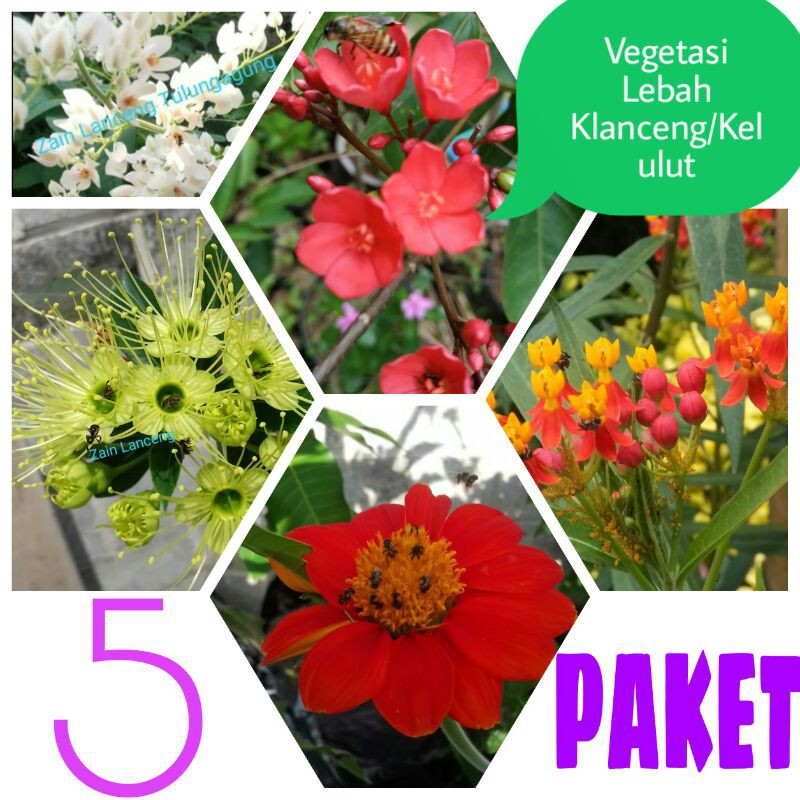 7 Paket Vegetasi Lebah Klanceng/kelulut/teuweul