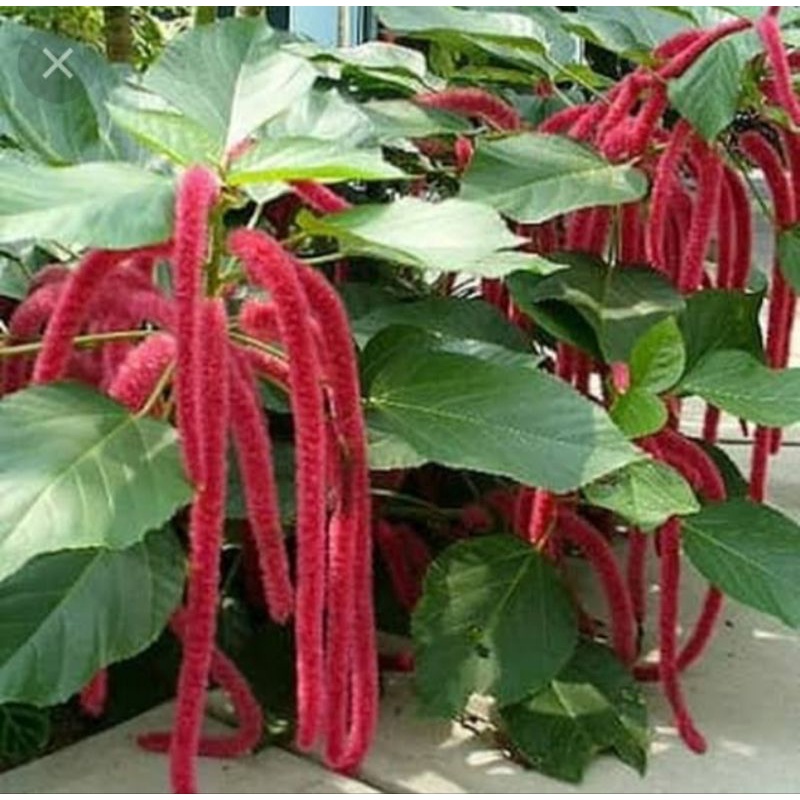 bibit tanaman ekor kucing