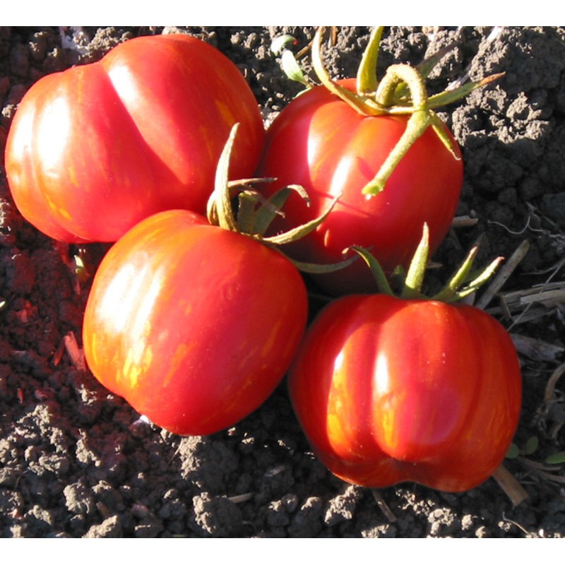 Benih Bibit Biji - Tomat Striped Cavern Tomato Seeds