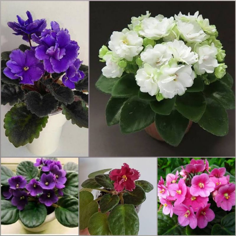 Tanaman Hias Bunga Violces / African Violet