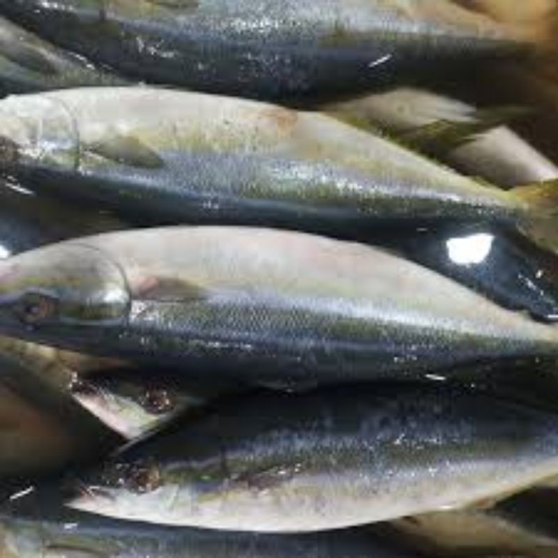 

ikan salmon lokal fresh