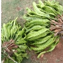 

Pete Lonjor, lalapan crunchy cocok buat lauk