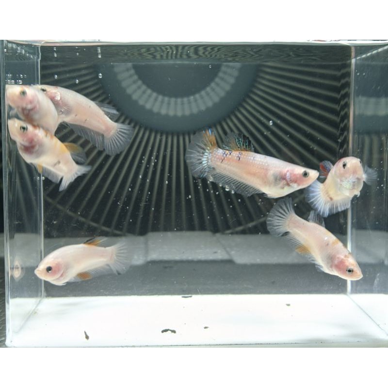 Ikan Cupang betina/female nemo full telur