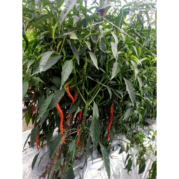 CABE KERITING HIBRIDA F1 SIBAD 46