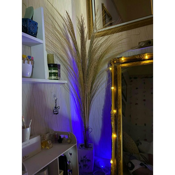 pampas rayung/non bulu/dried flower pampas kering/rayung kering dekorasi