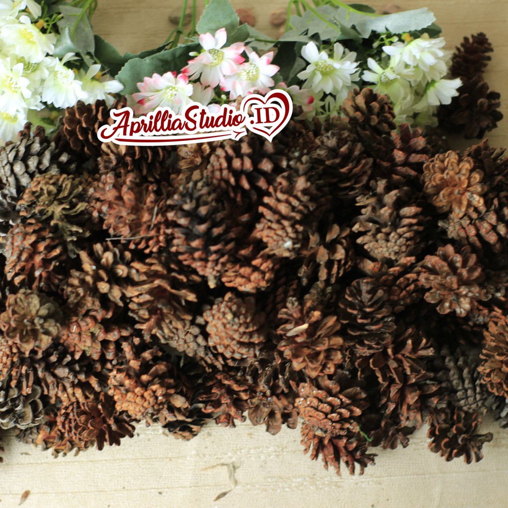 Bahan Kerajinan Untuk Dekorasi Rustic dan Craft BUAH PINUS ASLI