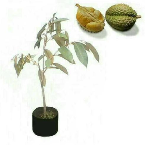 BIBIT BENIH TANAMAN UNGGUL BIBIT DURIAN MONTONG OKULASI