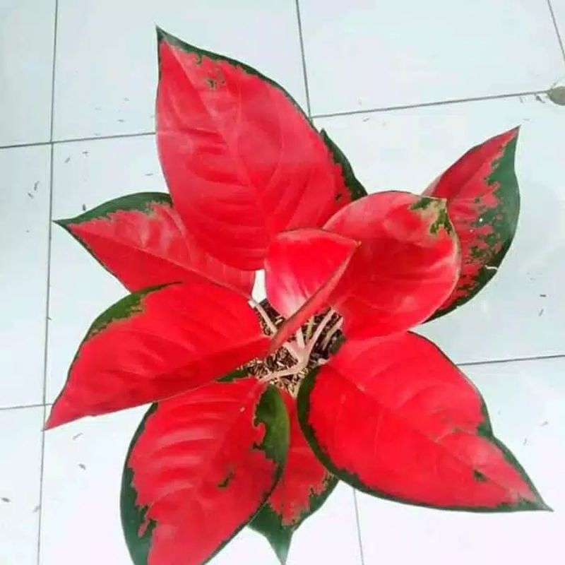 tanaman hias aglonema suksom merah