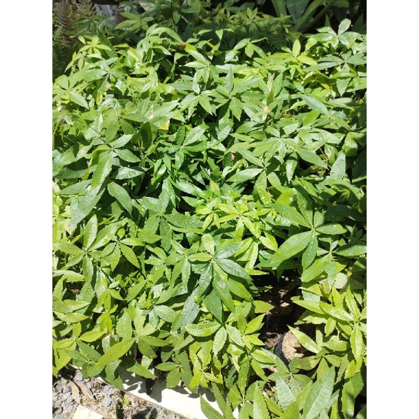 Bunga hidup tanaman hias indor Pacira kepang 6