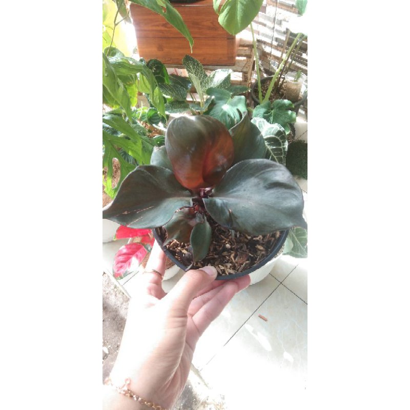 philodendron Red Heart Murah