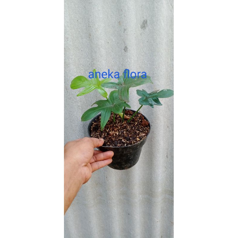 Philodendron Merpati Pilo Plorida