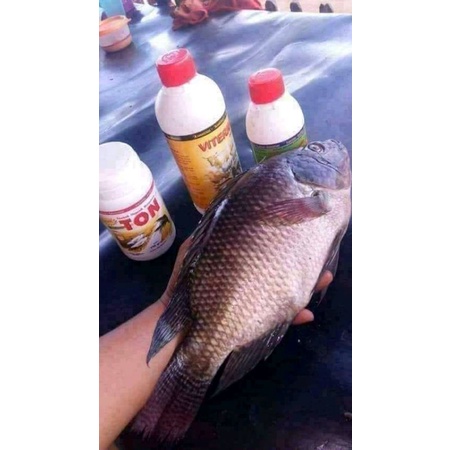 VITERNA PAKAN TERNAK NASA