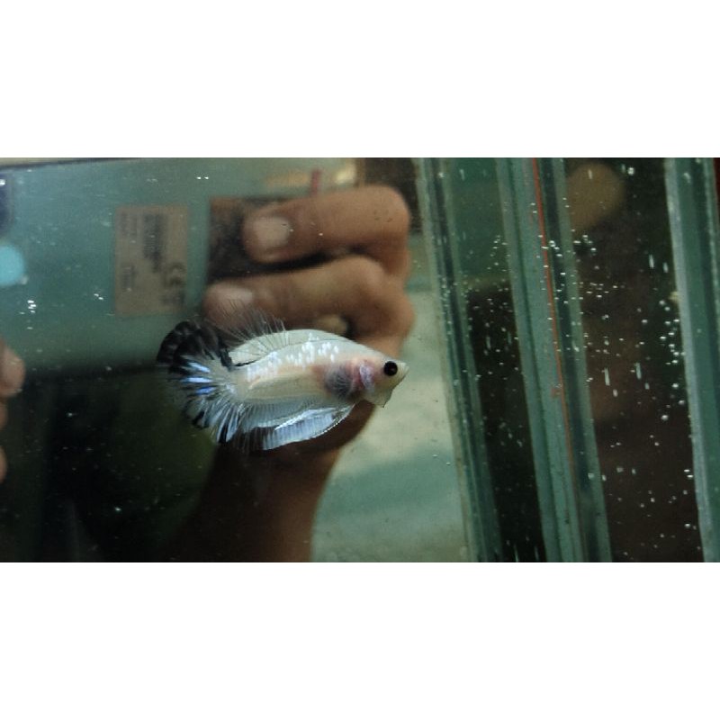 Cupang Plakat/Cupang Plakat grosiran Eceran/partaian