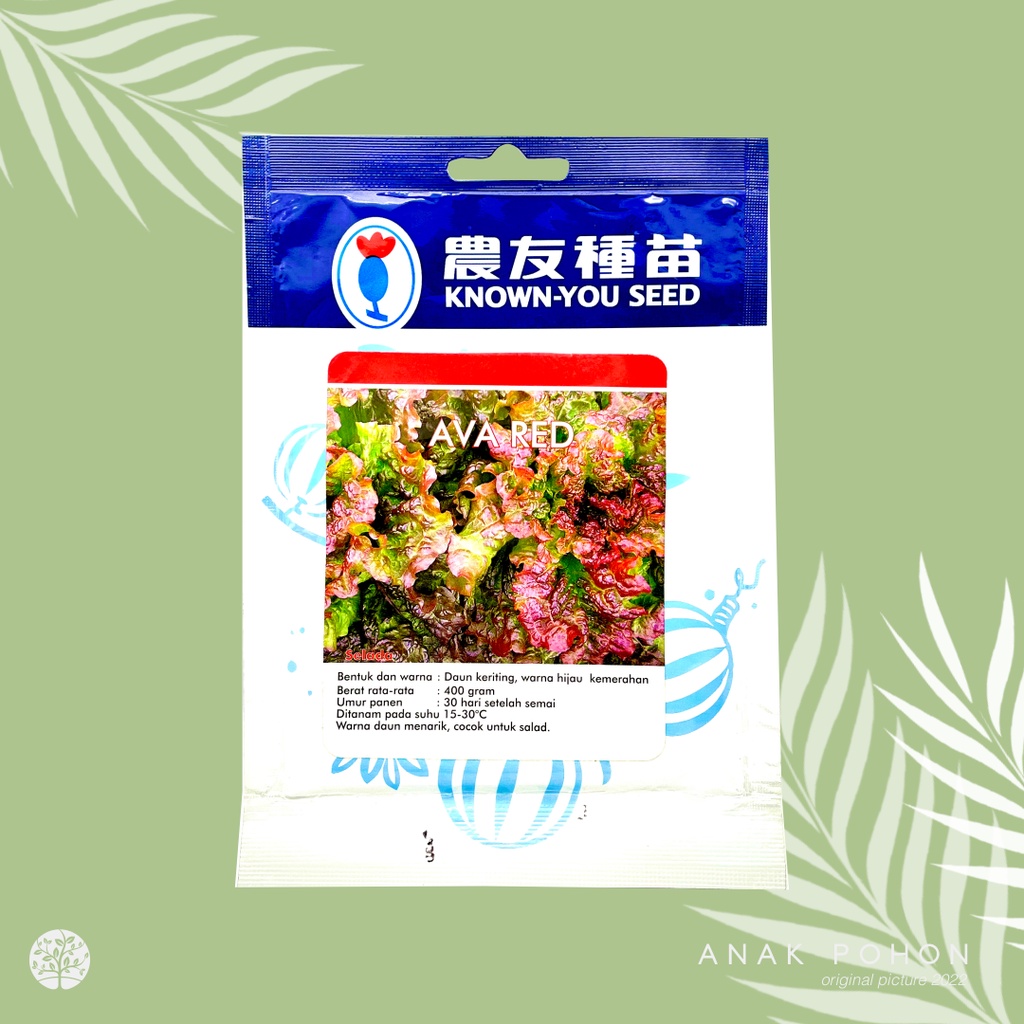 (1 PACK) Benih Selada Ava Red Lettuce Seeds - Known You Seed KYS - 10 GRAM