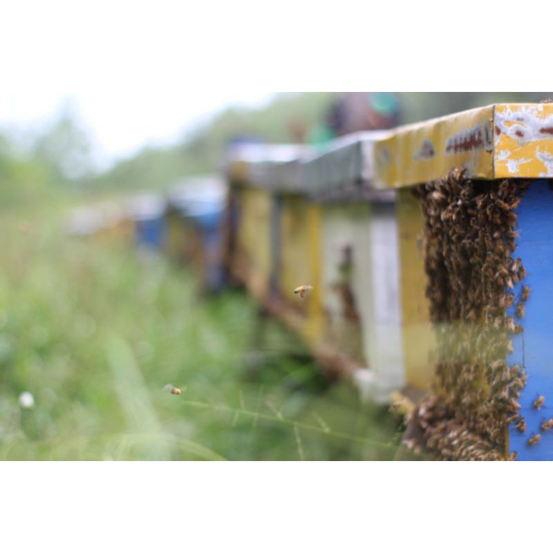 

madu murni apis mellifera