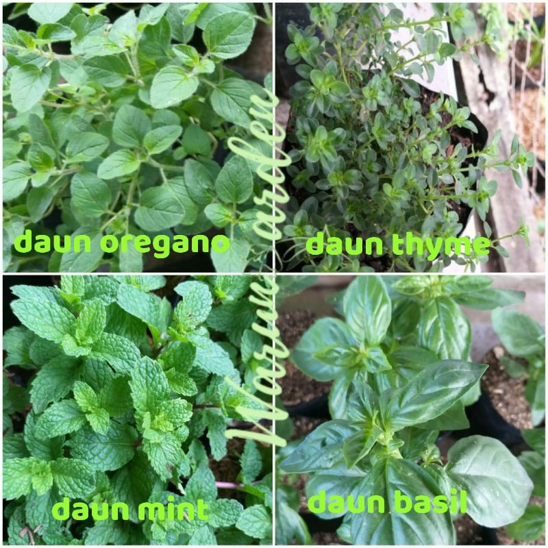 

PAKET DAUN KESEHATAN BERBONUS