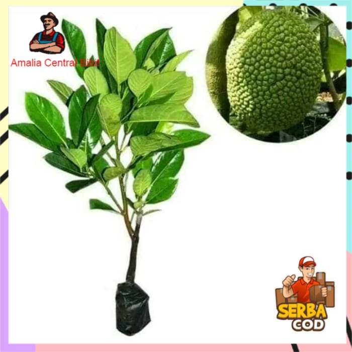 Bibit Nangka Mini Okulasi