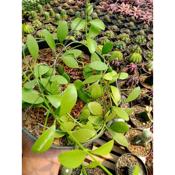 Dischidia Cascade Green