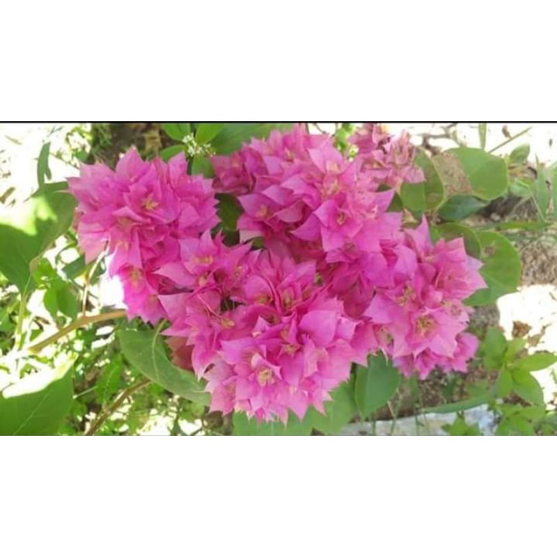 Batang Stek Bougenvil Hawai Pink // Bahan Stek Bougenville Bunga Tumpuk Pink / Red Brizza / Sakura I