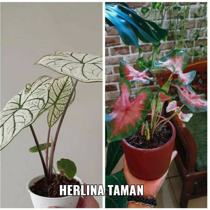 Paket 2 tanaman hias keladi - keladi Merah - Keladi Putih murah