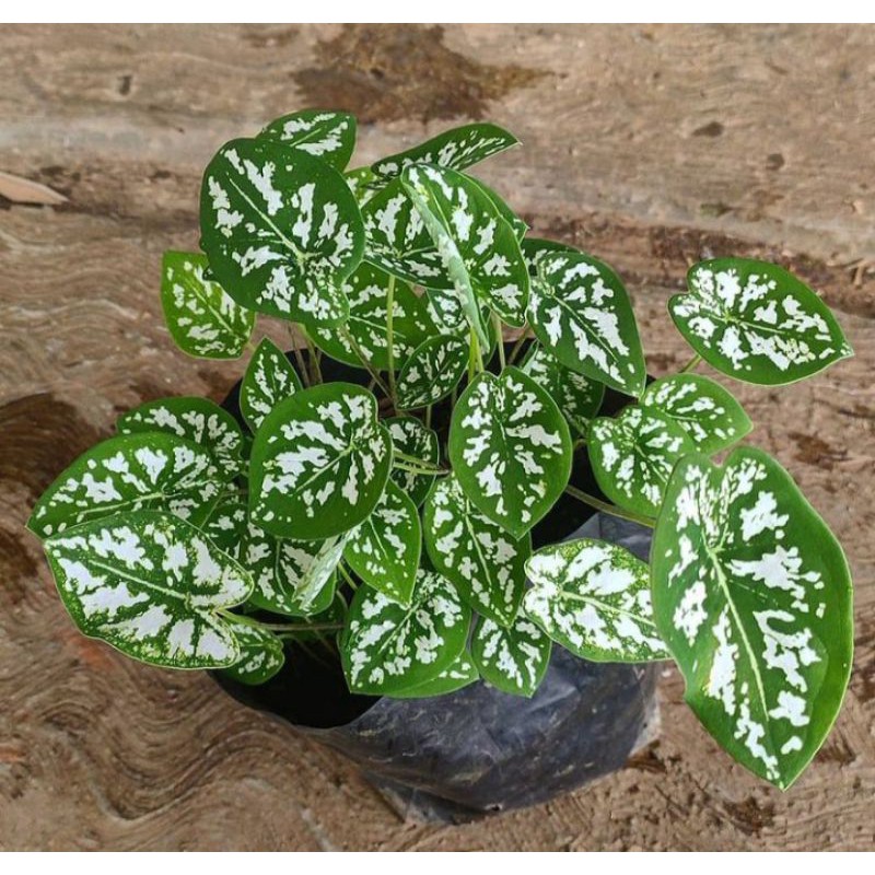 tanaman hias/keladi/keladi liliput/liliput/keladi murah