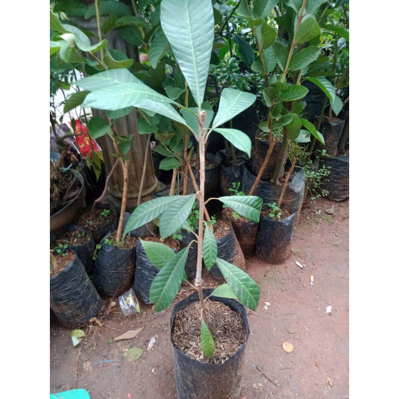 bibit mamey sapote sambung susu