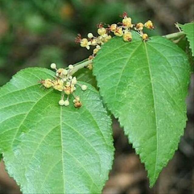 

Daun Jati Belanda Kering 1kg