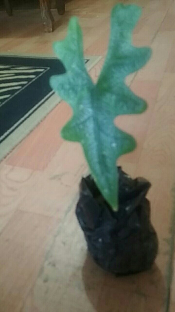 Alocasia Jacklin