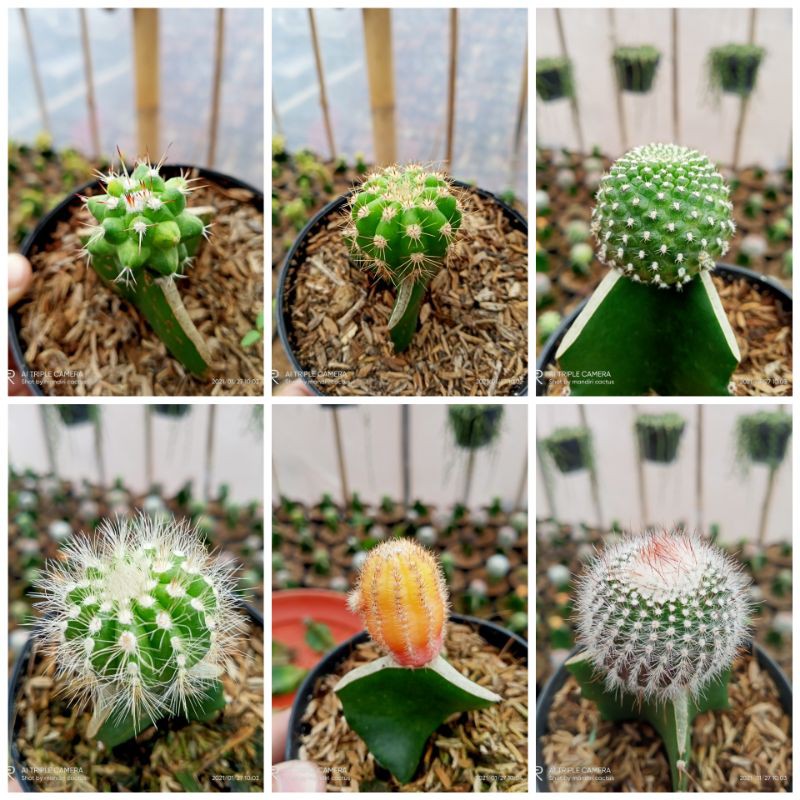 6 jenis kaktus grafiting