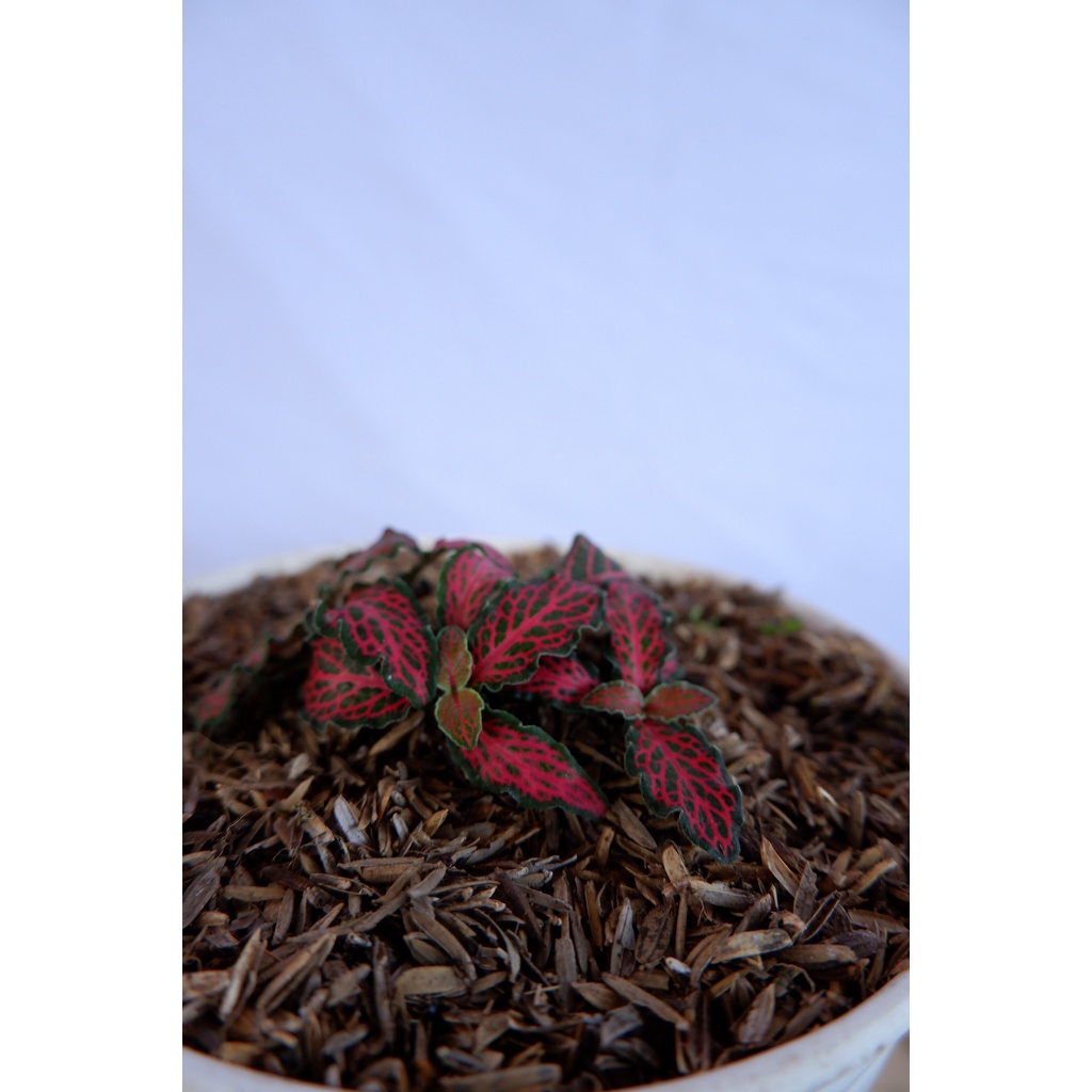 Fittonia Merah - Tanaman Daun