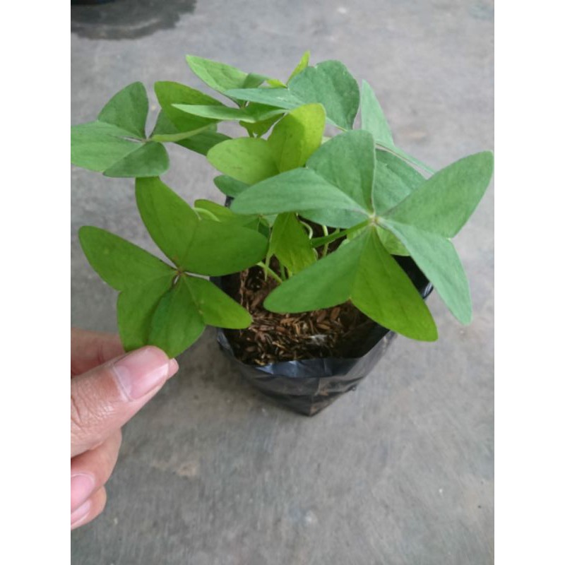 bunga kupu-kupu | shamrock | oxalis hijau bunga ungu