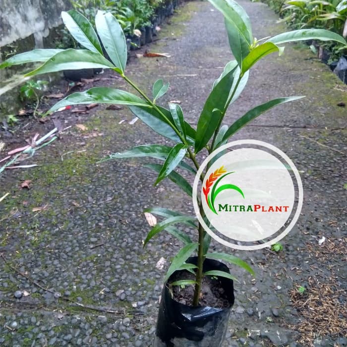 Bibit Pohon Mahkota Dewa Tanaman Buah Mahkota Dewa Bibit Mahkota Dewa