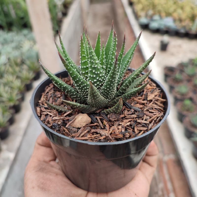 Haworthia Fasciata 2