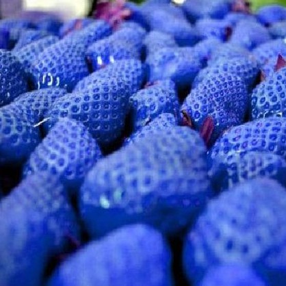 Benih STRAWBERRY BIRU (isi-3) - Biji Bibit Buah