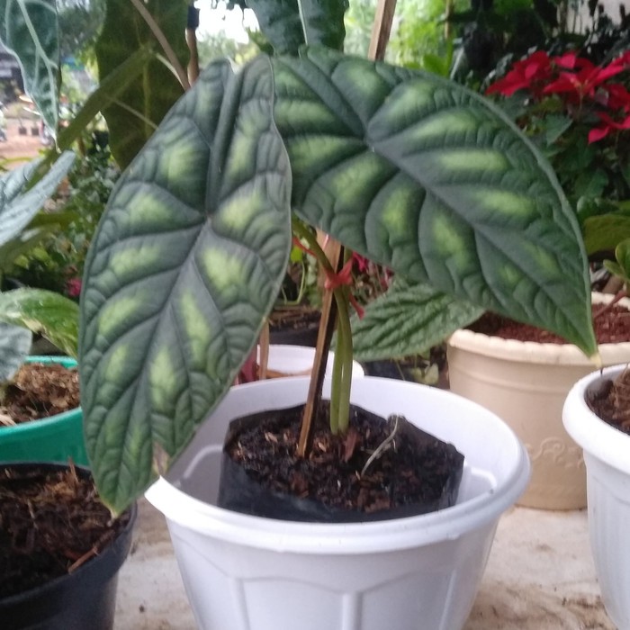 NEW Alocasia dragon scale - alocasia dragon
