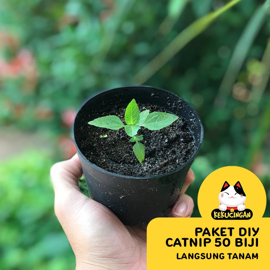 DIY CATNIP ORGANIK Paket Lengkap Tanam Bibit Catnip Kekucingan