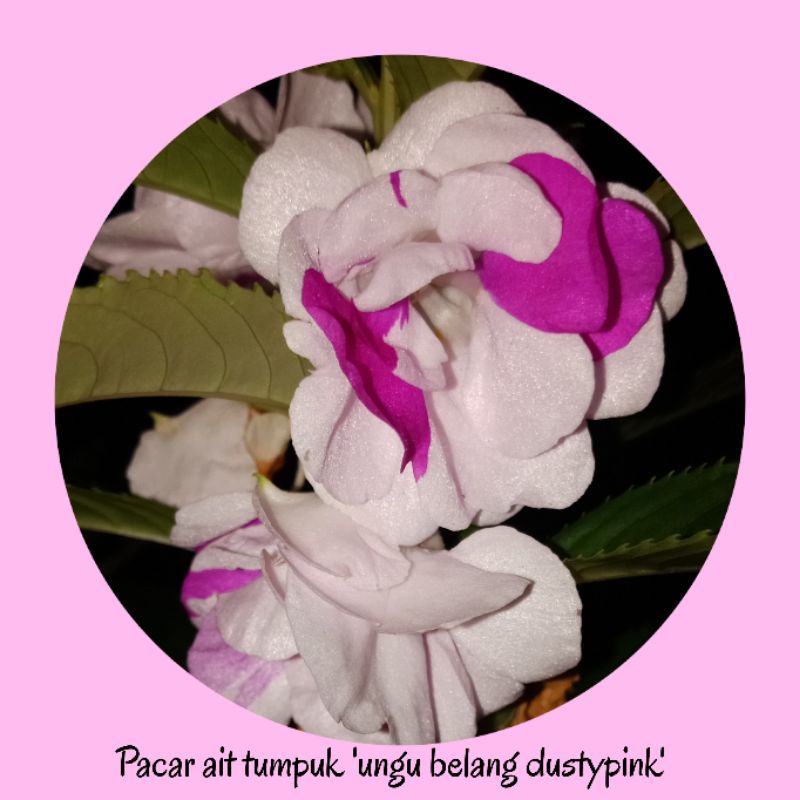 Benih /biji bunga pacar air tumpuk /impatiens balsamina